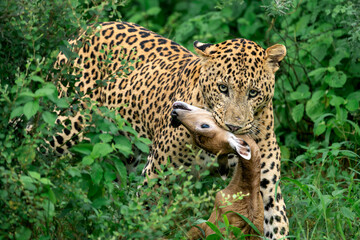 a male leopard carrying a nilgai fawn after the hunt