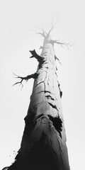 Tall Bare Tree Trunk Viewed from Below