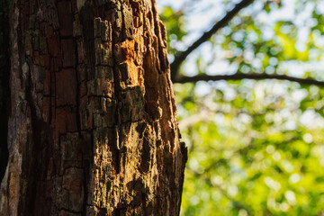 秋の森　木の樹皮のアップ02