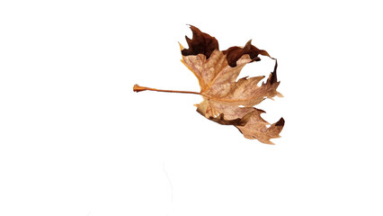 leaf falling in autumn season