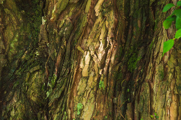 苔の生えた木の樹皮02