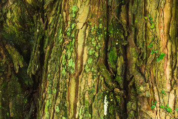 Obraz premium 苔の生えた木の樹皮01