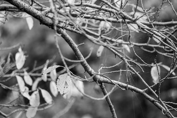 秋の森　木の葉がほとんど落ちた枝のモノクローム02