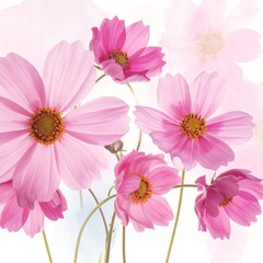 Delicate pink cosmos flowers