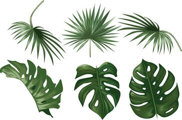 Tropical Palm and Monstera Leaf Illustration Collection Botanical Vector Design
