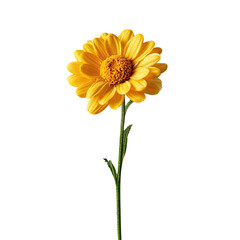 Single vibrant yellow flower on black
