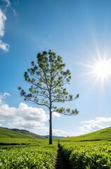 Obraz premium landscape with green grass and blue sky