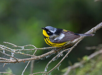 Male Magnolia Warbler on branch with spiderwebs