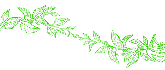 Tea branch, green leaves. Decorative twig. Matcha