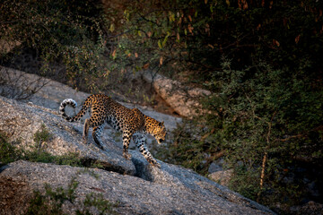 a female sub adult leopard walking along the rocky terrain at Jawai rajasthan in golden hour of the day © tarun