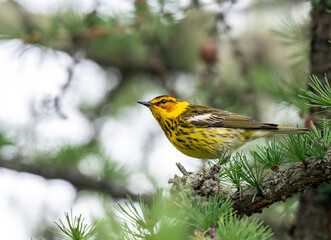 Male Cape May Warbler in Tamarack Tree