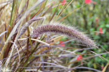 Obraz premium The flower of Purple Texas Grass (Pennisetum setaceum 'Rubrum')