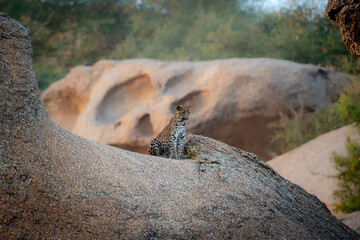 a female sub adult leopard walking along the rocky terrain at Jawai rajasthan in golden hour of the day © tarun