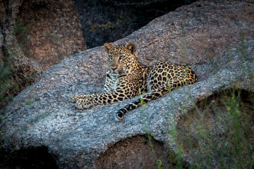 a sub adult leopard cub sitting on rock in the rocky terrain of Jawai  © tarun