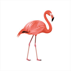 Vibrant pink flamingo standing gracefully on long slender legs isolated on white
