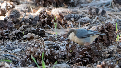 Pygmy Nuthatch, Grand Canyon National Park