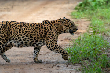 a leopard crossing a forest path in Jhalana leopard Reserve in full glare of safari vehicles