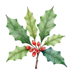 Fototapeta premium Holly leaves with red berries representing New Year and Christmas decorations, traditions 