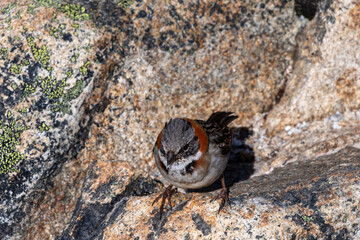 Close-up of a Rufous-collared Sparrow -Zonotrichia capensis- in Torres Del Paine National park,...