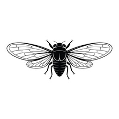 Detailed black and white illustration of a cicada insect with spread wings
