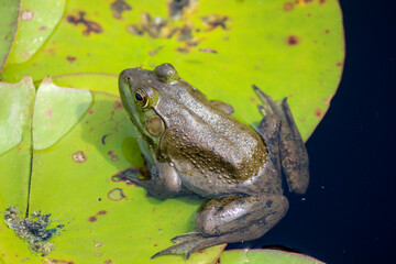 frog on a lilypad