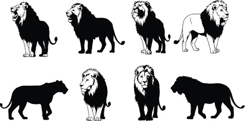 Lion illustrations in various poses and styles, African wildlife vector set, big cat predator graphic, safari animal design elements, jungle nature artwork collection