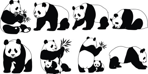 Panda illustrations in various poses with bamboo, wildlife vector set, cute bear animal graphic, nature design elements, endangered species artwork collection