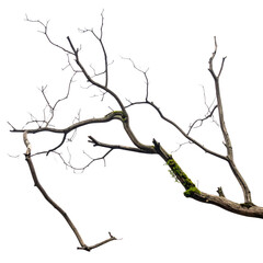 A vector illustration of a dead tree silhouette with black branches against a white sky