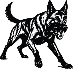 Aggressive Belgian Malinois Guard dog  with Snarling Teeth