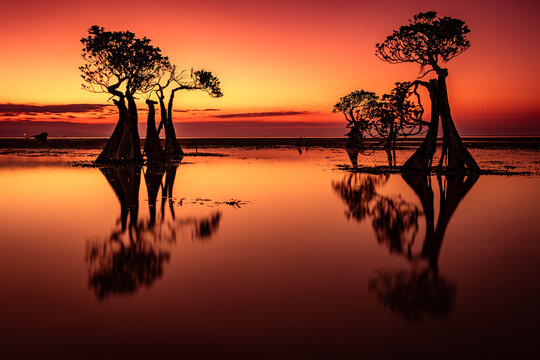 Red skies and dancing trees, Sumba Island, Indonesia