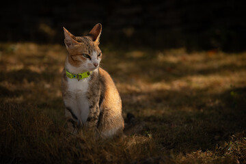 Portrait of a orange and white cat