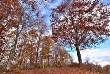The beautiful view autumn foliage in Japan