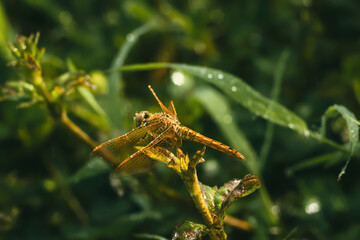 Close-up of a damselfly resting on foliage