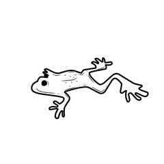 handdrawn frog