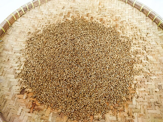 Dry the coriander in the sun. The traditional process of drying coriander.