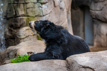 A large Andean Bear in Tucson, Arizona
