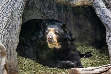 A large Andean Bear in Tucson, Arizona