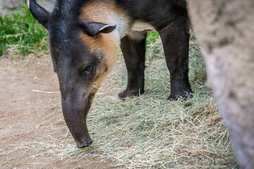 A brown Baird Tapir in Tucson, Arizona
