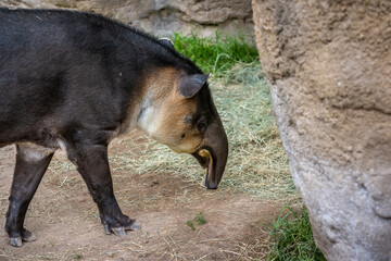 A brown Baird Tapir in Tucson, Arizona