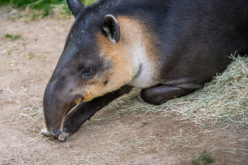 A brown Baird Tapir in Tucson, Arizona