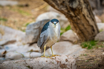 A Black crowned Night Heron in Tucson, Arizona