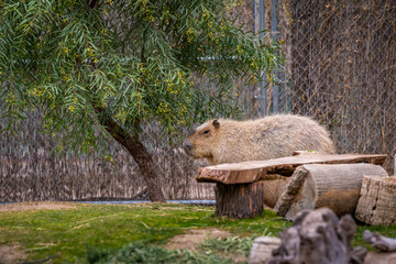 A furry Greater Capybara in Tucson, Arizona