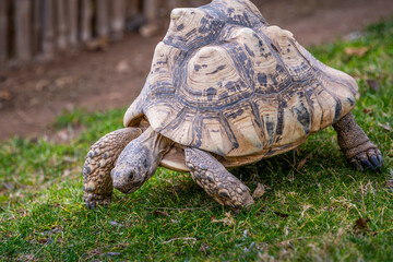 A huge Leopard Tortoise in Tucson, Arizona