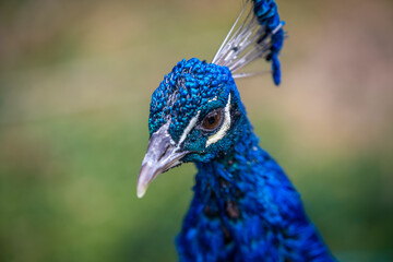 A large brown peafowl in Tucson, Arizona