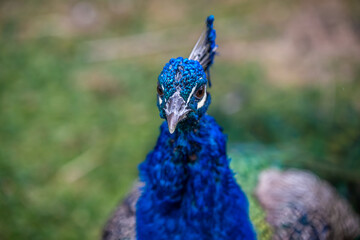 A large brown peafowl in Tucson, Arizona