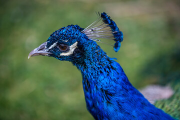 A large brown peafowl in Tucson, Arizona