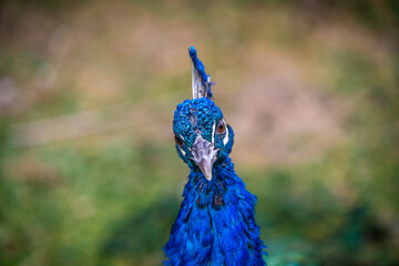 A large brown peafowl in Tucson, Arizona