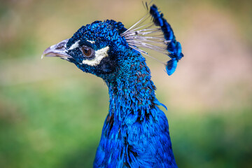 A large brown peafowl in Tucson, Arizona