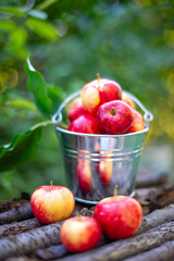 Beautiful yellow-red apples are lying in a bucket. High quality photo