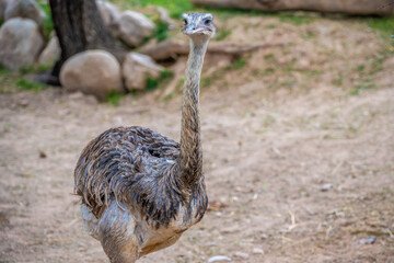 A Rhea in Tucson, Arizona